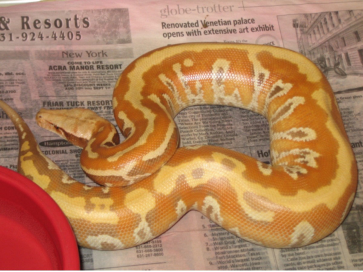 05 male albino