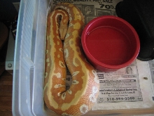 male 1206