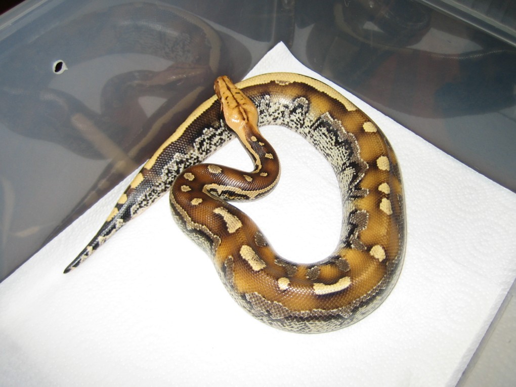marble 3