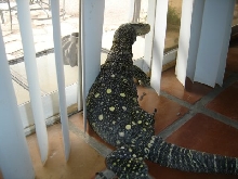 Croc in a window