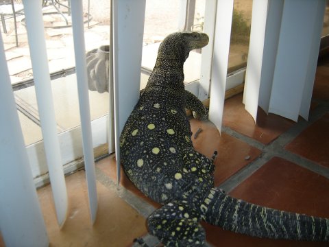 Croc in a window