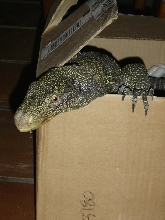 Croc in a Box