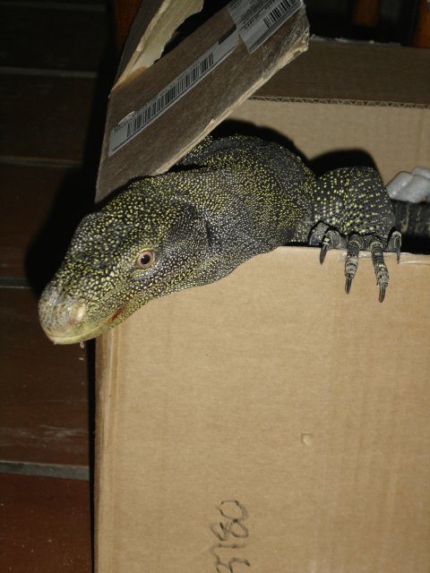 Croc in a Box
