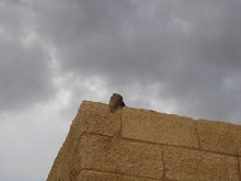 Roof-Top Croc!