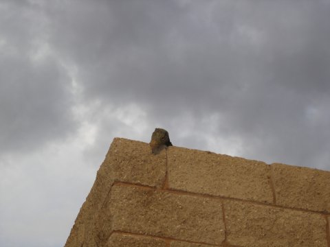 Roof-Top Croc!