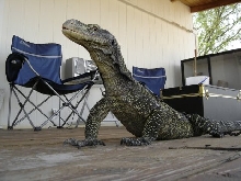 Croc on Deck