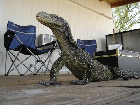 Croc on Deck