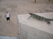 Croc on an Arizona chimney!