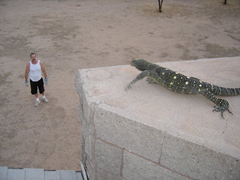 Croc on an Arizona chimney!