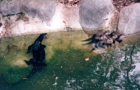Monitors and Otters