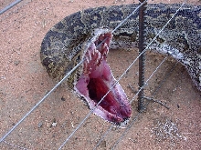 Electrocuted!  (Internet Photo)