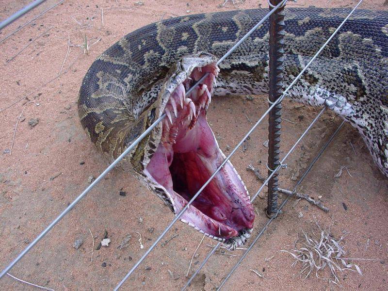Electrocuted!  (Internet Photo)
