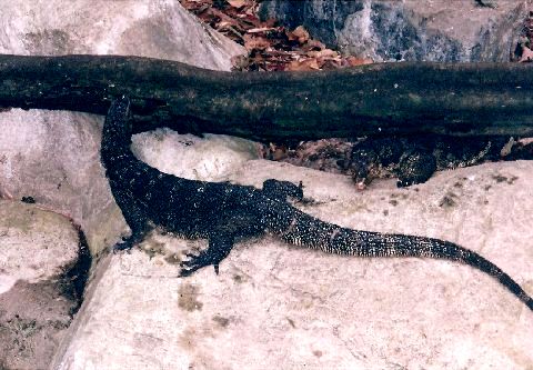 Singapore Zoo