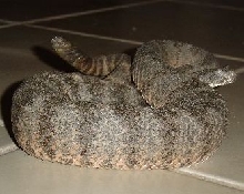 Tiger Rattler 2