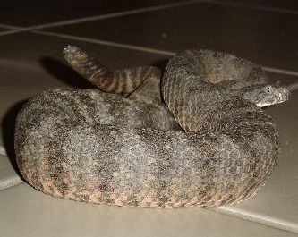 Tiger Rattler 2