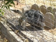 Aldabra on the lookout!