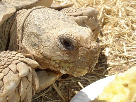 Spur-Thigh head shot