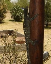 Croc taking the trip!