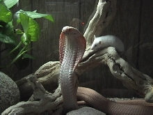 Another albino, but with a message!