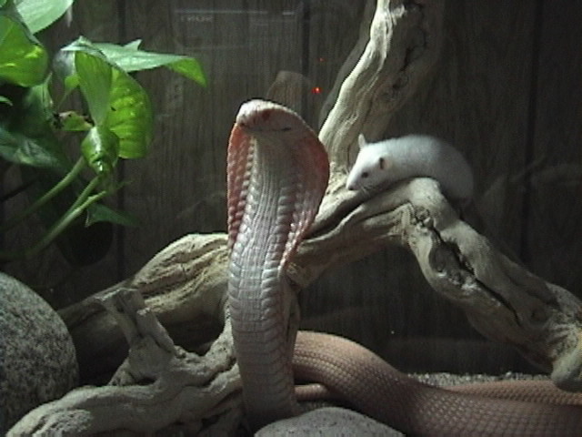 Another albino, but with a message!