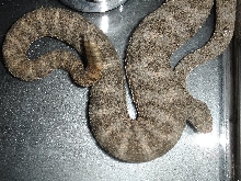 Tiger Rattlesnake
