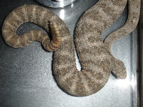 Tiger Rattlesnake