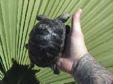 1 yr. Aldabra