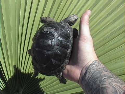 1 yr. Aldabra