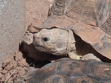 Desert and Spur-Thigh