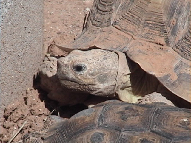 Desert and Spur-Thigh