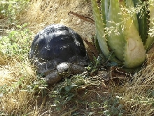2 yr. Aldabra
