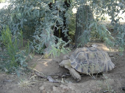 Grazing Sulcata