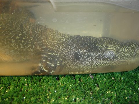 Underwater Croc