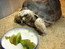 Kiwi Killer!