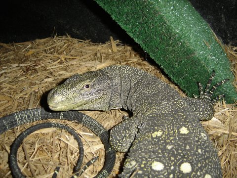 Hide Box Intrusion!