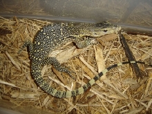 HY Water Monitor