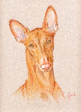 Pastel of PHOEBE by the famous artist GLORIA