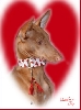 HAPPY VALENTINE'S DAY with PHOEBE