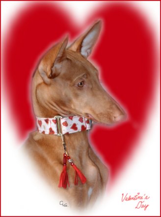 HAPPY VALENTINE'S DAY with PHOEBE