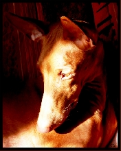 Winter sun...