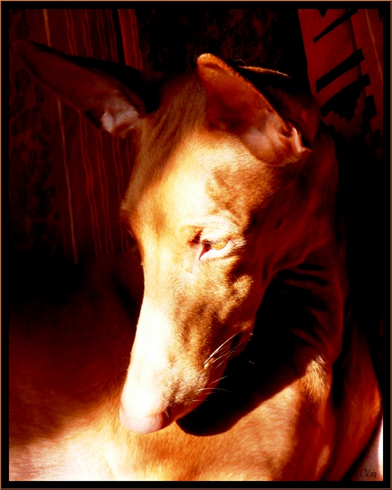 Winter sun...