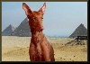 My King of Egypt