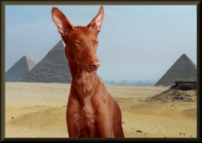 My King of Egypt