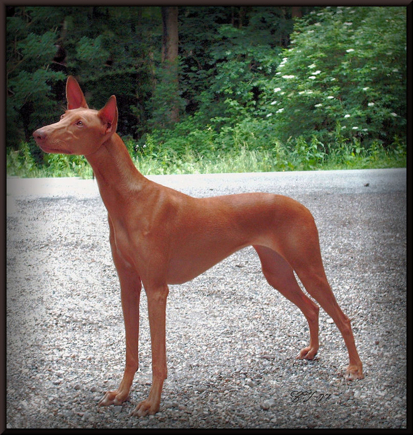 New Europassiegerin'07, International and French Champion Phoebe