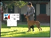 Phoebe ,new Champion FCI-Eurosighthound and Best Of Breed.