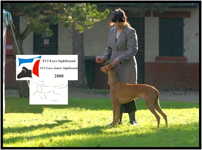 Phoebe ,new Champion FCI-Eurosighthound and Best Of Breed.