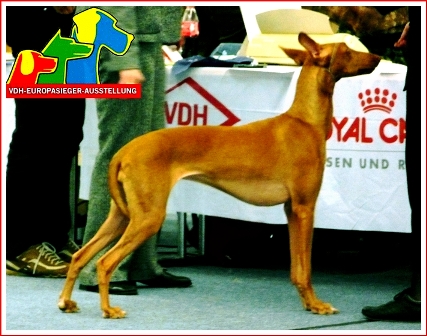 New VDH Europassieger Winner 2009 and BOB for Miss Phoebe