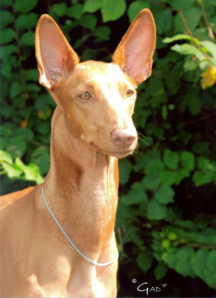 CH.Shadow's Spirit of the Netherlands