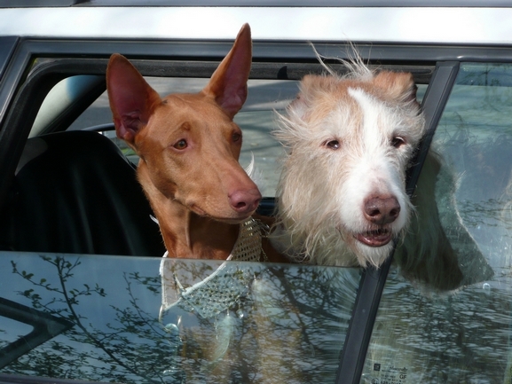 Phoebe and her 15-year-old Ibizan friend Jerez