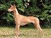 Phoebe, Best Opposite Sex on FCI European Sighthound Show